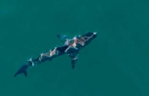 Cómo podría funcionar un sistema de alerta temprana para tiburones
