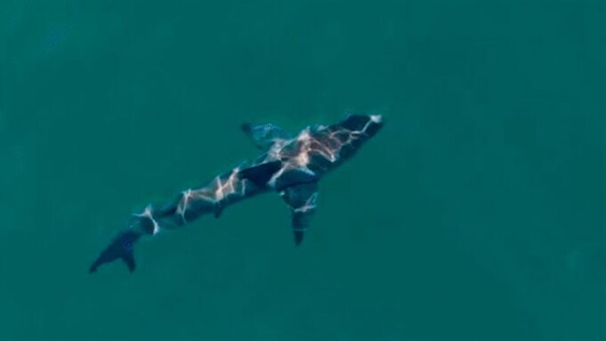 Cómo podría funcionar un sistema de alerta temprana para tiburones