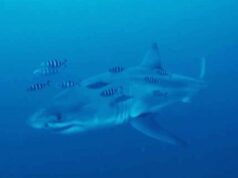 Vídeo submarino muestra un gran tiburón blanco nadando en el Mediterráneo