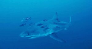 Vídeo submarino muestra un gran tiburón blanco nadando en el Mediterráneo