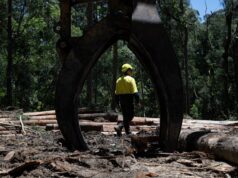 El gobierno de Nueva Gales del Sur utilizará un nuevo plan de créditos de carbono para financiar la protección de los bosques y poner fin a la tala