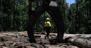 El gobierno de Nueva Gales del Sur utilizará un nuevo plan de créditos de carbono para financiar la protección de los bosques y poner fin a la tala