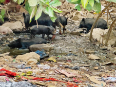 Más de 30 cerdos callejeros despiertan preocupación entre los residentes de Gokuldham en Goregaon East
