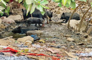 Más de 30 cerdos callejeros despiertan preocupación entre los residentes de Gokuldham en Goregaon East