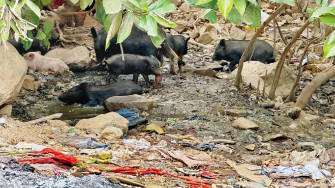 Más de 30 cerdos callejeros despiertan preocupación entre los residentes de Gokuldham en Goregaon East
