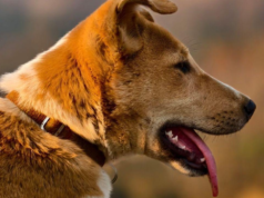 Maharashtra: Perro asesinado por cebo con explosivos cerca de Neral; la policía lanza una investigación
