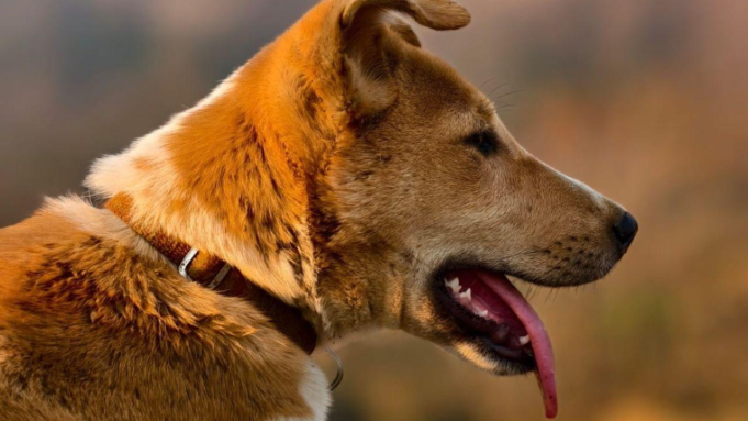 Maharashtra: Perro asesinado por cebo con explosivos cerca de Neral; la policía lanza una investigación