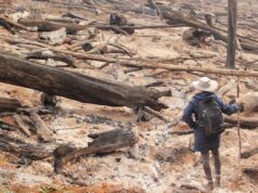 Cuestionamientos sobre el fondo gubernamental de transición forestal de 1.500 millones de dólares