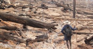 Cuestionamientos sobre el fondo gubernamental de transición forestal de 1.500 millones de dólares