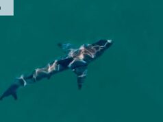 Los drones que pueden rastrear tiburones sin representar una amenaza menor para la aviación pueden salvar vidas