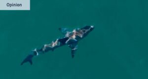 Los drones que pueden rastrear tiburones sin representar una amenaza menor para la aviación pueden salvar vidas