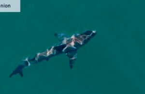 Los drones que pueden rastrear tiburones sin representar una amenaza menor para la aviación pueden salvar vidas