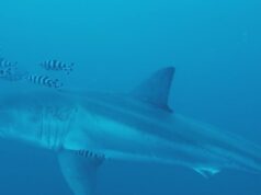 Primer vídeo submarino de un gran tiburón blanco adulto en el Mediterráneo