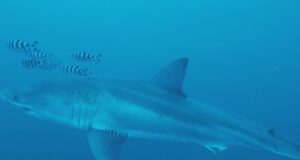 Primer vídeo submarino de un gran tiburón blanco adulto en el Mediterráneo