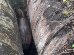 Gaur indio rescatado después de quedar atrapado entre oleoductos PMC en Pune