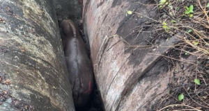 Gaur indio rescatado después de quedar atrapado entre oleoductos PMC en Pune