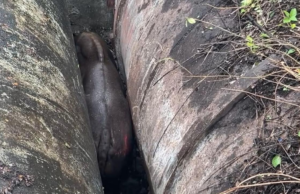 Gaur indio rescatado después de quedar atrapado entre oleoductos PMC en Pune