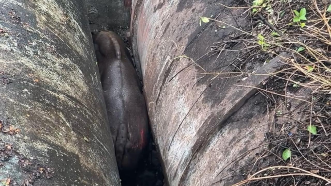 Gaur indio rescatado después de quedar atrapado entre oleoductos PMC en Pune