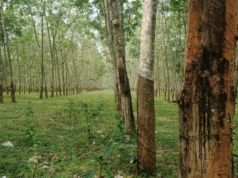 BMC plantará 16.000 árboles en el vertedero de Kanjurmarg en el Día Mundial del Medio Ambiente