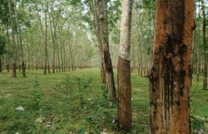 BMC plantará 16.000 árboles en el vertedero de Kanjurmarg en el Día Mundial del Medio Ambiente