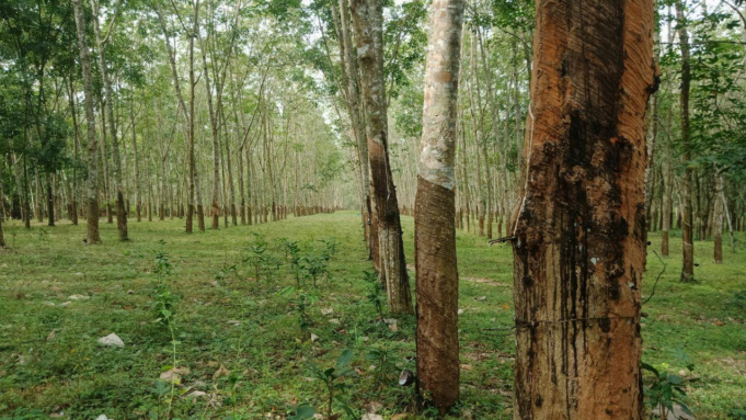 BMC plantará 16.000 árboles en el vertedero de Kanjurmarg en el Día Mundial del Medio Ambiente