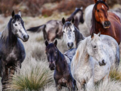 Dentro de la amarga batalla entre el gobierno de Nueva Gales del Sur y los amantes de los animales