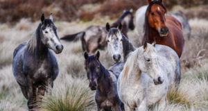 Dentro de la amarga batalla entre el gobierno de Nueva Gales del Sur y los amantes de los animales