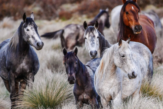 Dentro de la amarga batalla entre el gobierno de Nueva Gales del Sur y los amantes de los animales
