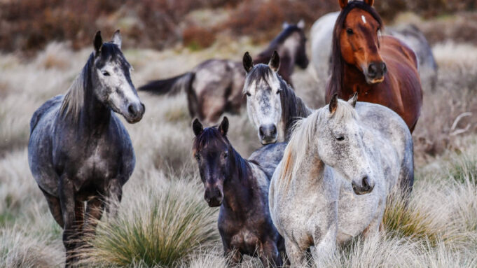 Dentro de la amarga batalla entre el gobierno de Nueva Gales del Sur y los amantes de los animales