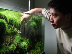Cómo el arte del paisajismo acuático y la hipótesis de la biofilia pueden ayudar a reducir la presión arterial y la ansiedad