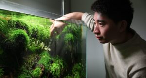 Cómo el arte del paisajismo acuático y la hipótesis de la biofilia pueden ayudar a reducir la presión arterial y la ansiedad
