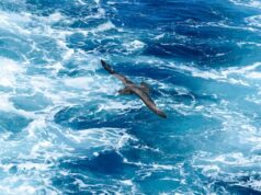Lo que sabemos sobre el caso sospechoso de H5 encontrado en un petrel gigante cerca de Hawks Nest