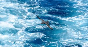 Lo que sabemos sobre el caso sospechoso de H5 encontrado en un petrel gigante cerca de Hawks Nest