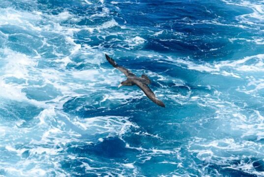 Lo que sabemos sobre el caso sospechoso de H5 encontrado en un petrel gigante cerca de Hawks Nest