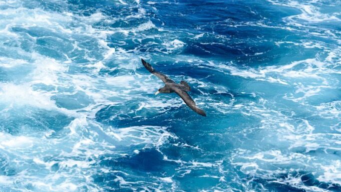 Lo que sabemos sobre el caso sospechoso de H5 encontrado en un petrel gigante cerca de Hawks Nest