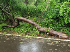 Lluvias en Mumbai: un motociclista muere después de que una rama de un árbol chocara contra una bicicleta en Aarey