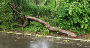Lluvias en Mumbai: un motociclista muere después de que una rama de un árbol chocara contra una bicicleta en Aarey