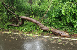Lluvias en Mumbai: un motociclista muere después de que una rama de un árbol chocara contra una bicicleta en Aarey