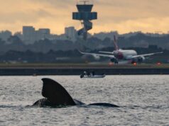 Mamíferos raros aparecen en Port Botany